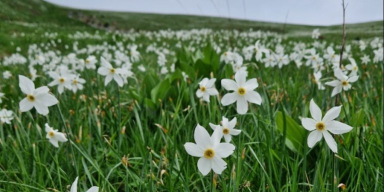 Amazing fields of daffodils on Golica mountain
