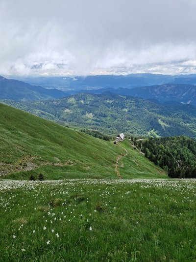 Amazing fields of daffodils on Golica mountain