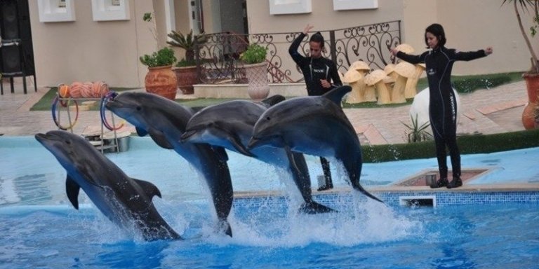 1.5-Hour Sharm El-Sheikh: Dolphin Show & Optional Swimming With Dolphi