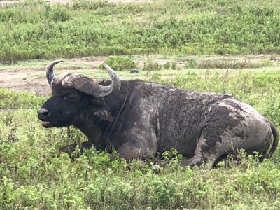 3-Days Classic Ngorongoro Safari Adventures