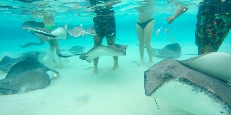 STINGRAY CITY EXPERIENCE PLUS TWO SNORKELING SPOTS PRIVATE BOAT