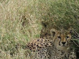 2-Day Tarangire and Ngorongoro Crater Safari