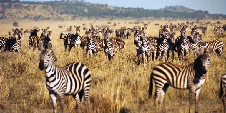 4 Days Serengeti & Ngorongoro Classic Safari Encounter.