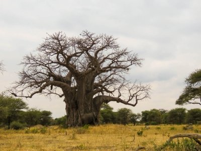 4 Days Tanzania Mid-Range Safari Tour