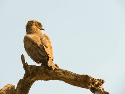 6 Days Tanzania Classic Lodge Safari