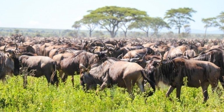 8 Days The Great Wildebeest Migration Calving Safari