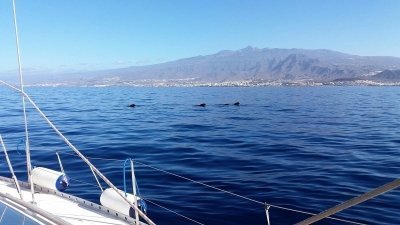 Whales watching Tour