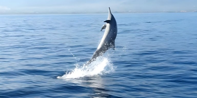 Bali Dolphin Sunrise Watching Tour