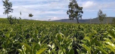 Mysterious Sri Lanka - City of Light: Nuwara Eliya