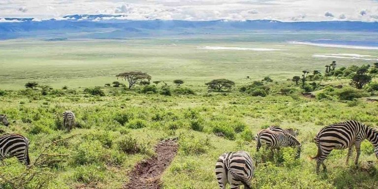 4 Days Tanzania Luxury Safari Expedition.