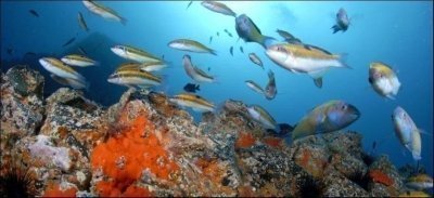 Diving Tour for Beginners - try dive in Tenerife Diving Tour for Beginners - try dive in Tenerife