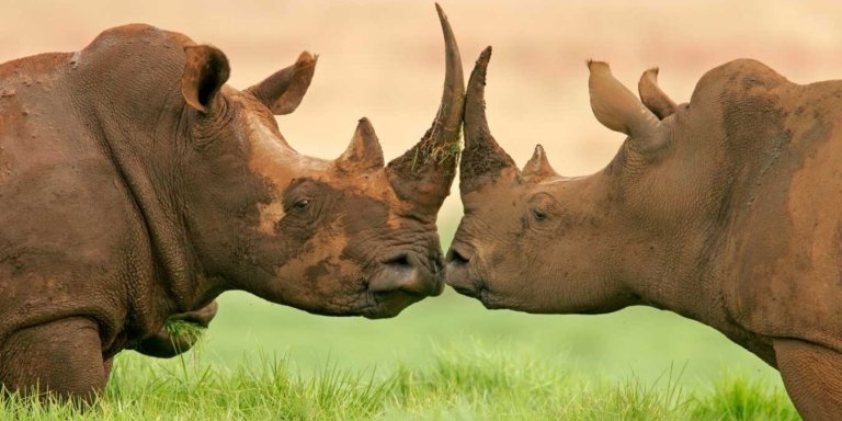 5 Days Family Tanzania Safari | Meilleur Tours