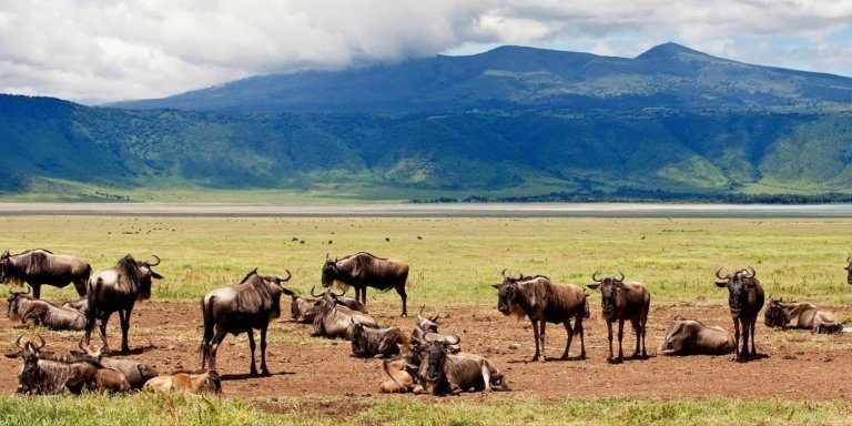 5 Days Ngorongoro & Serengeti Classic Safari in Tanzania’s Wild Heart.