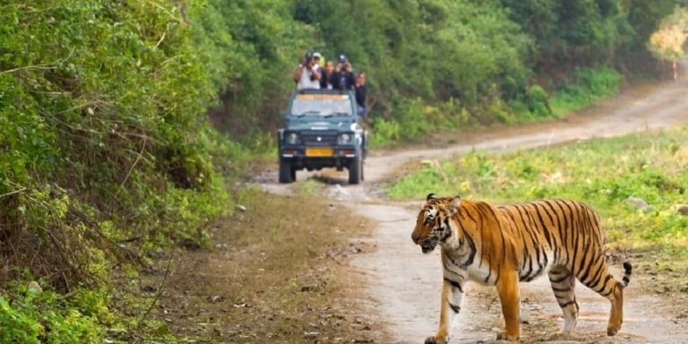 Private Golden Triangle Tour and wildlife Tiger Safari with Hotel