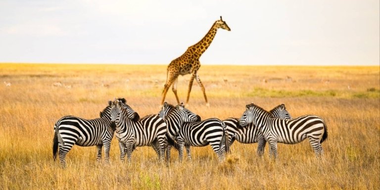 5 Days Tanzania Private Guided Luxury Safari.