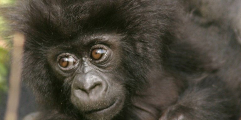 9-Day Ultimate Uganda Safari Touring Top National Parks