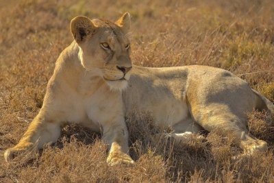 9-Day Ultimate Uganda Safari Touring Top National Parks