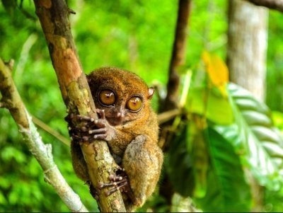 Choco Countryside Tour