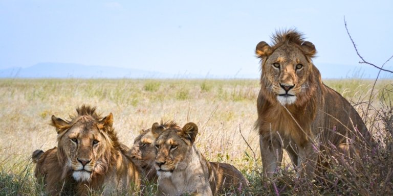 4 Days Tanzania Private Family Safari