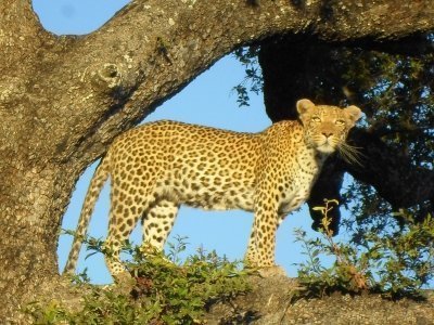 EXCELLENT MOBILE SAFARI