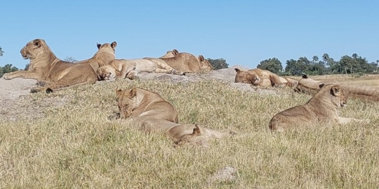 EXCELLENT MOBILE SAFARI