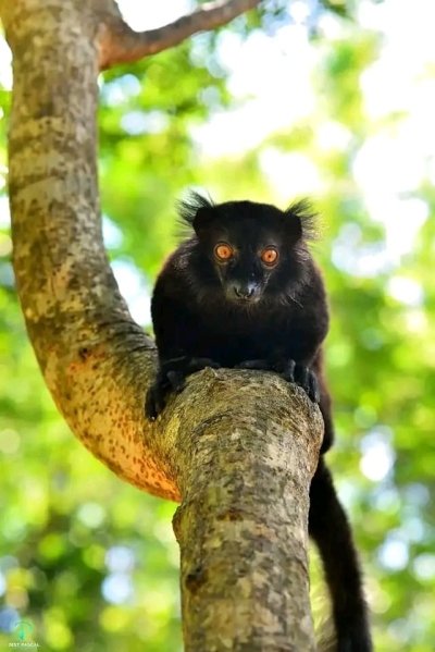 Day visit Lokobe reserve-NosyBe