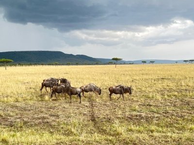 3 DAYS 2 NIGHTS MAASAI MARA GROUP JOINING SAFARI