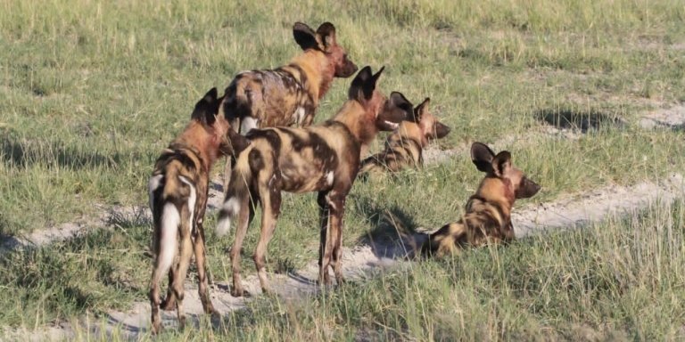 Botswana Inner Delta Safari-Explore Okavango Delta