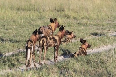 Botswana Inner Delta Safari-Explore Okavango Delta