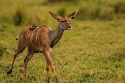 4-Day Mikumi NP to Selous GR, Game Drive + Boat Safari