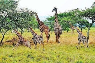 One Day Akagera National Park Game Drive 