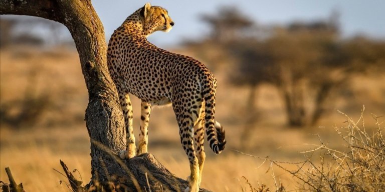 7 Days Tanzania Classic Wildlife Safari Adventure.