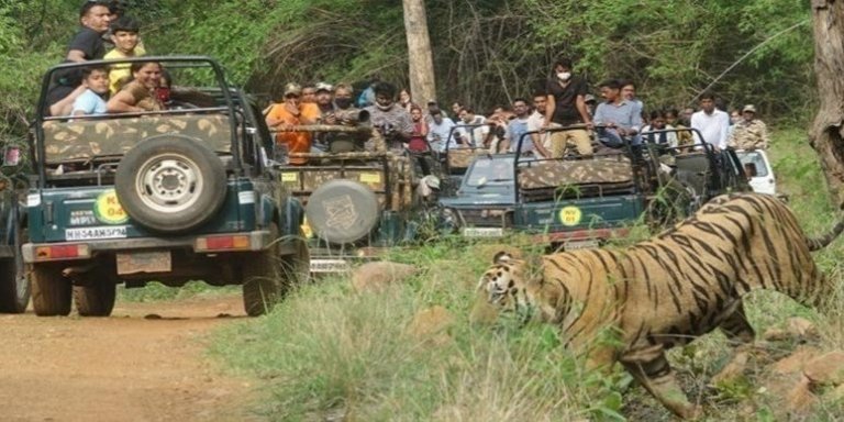 A Private Day Wild Safari Tour from Karnataka to Tamilnadu