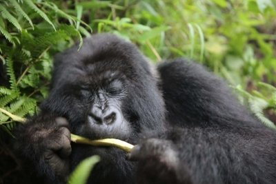 Two Days Gorilla Trekking in Rwanda