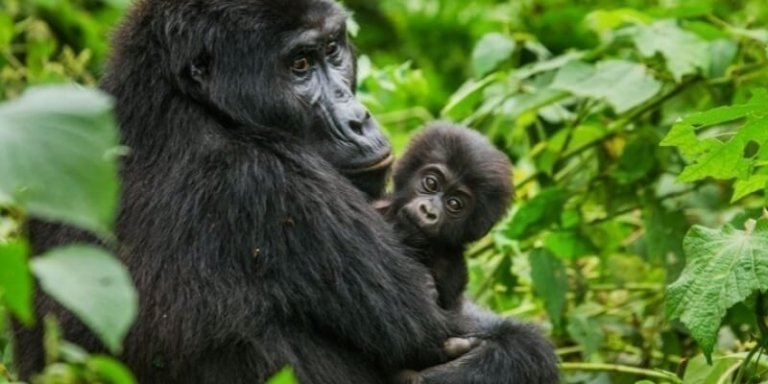 Two Days Gorilla Trekking in Rwanda