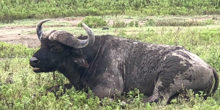 4 Days Serengeti Camping Safari