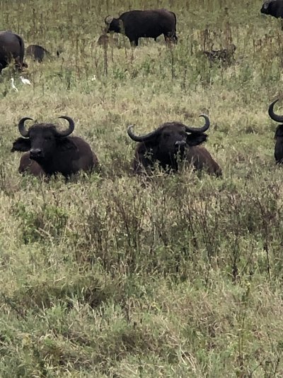4 Days Serengeti Camping Safari