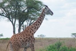 5 Days Big Five Camping Safari