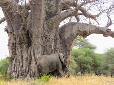 2 Days Tanzania Standard Lodge Safari