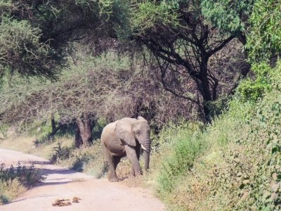 7 Days Tanzania Comfort Safari Journey