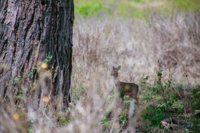 5-Day Unforgettable Safari to Tarangire, Serengeti and Ngorongoro