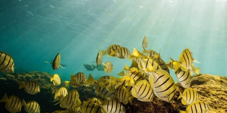 Cabo San Lucas 2-hr Private Snorkeling Tour