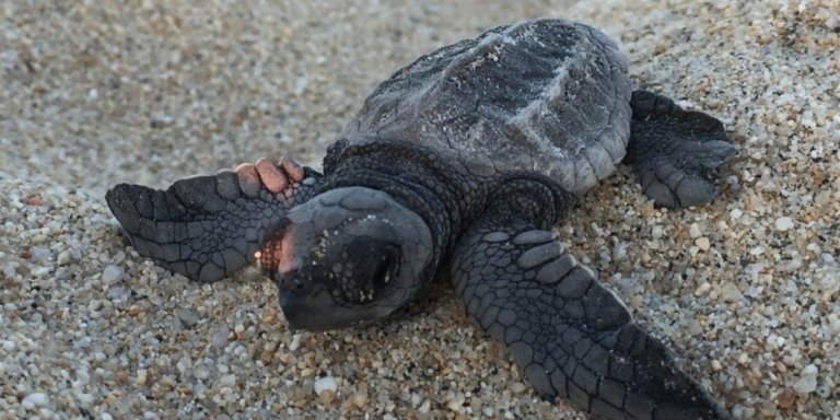 Baby Turtle Release