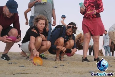 Baby Turtle Release