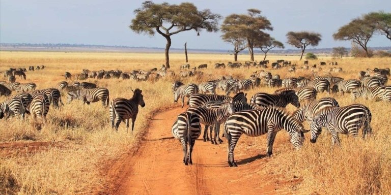 7 Days Tarangire, Lake Manyara, Serengeti & Ngorongoro Luxury Wildlife