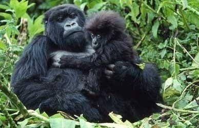 Uganda 4-Days Private Safari Uganda 4-Days Private Safari