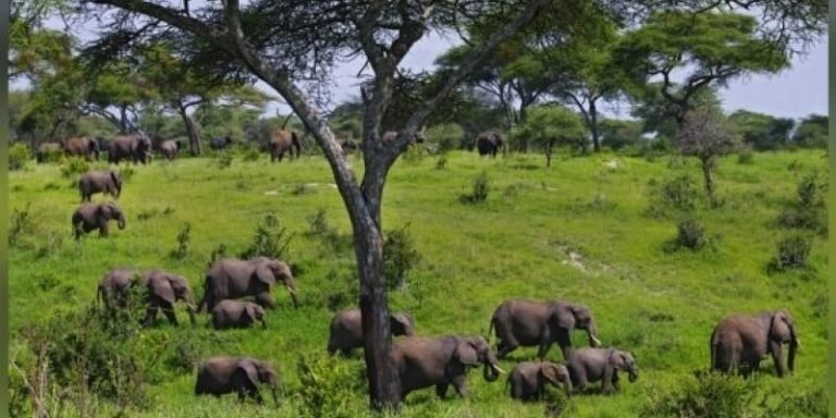 Best of Tanzania Safari - 6-Days Package