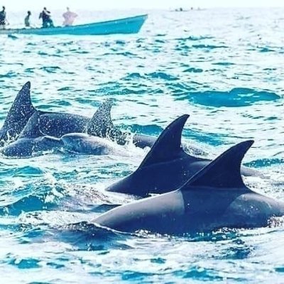 Dolphin tour