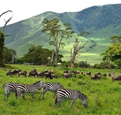 Ngorongoro Crater & Lake Manyara Safari Ngorongoro Crater & Lake Manyara Safari