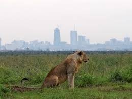Nairobi National Park and Giraffe Center